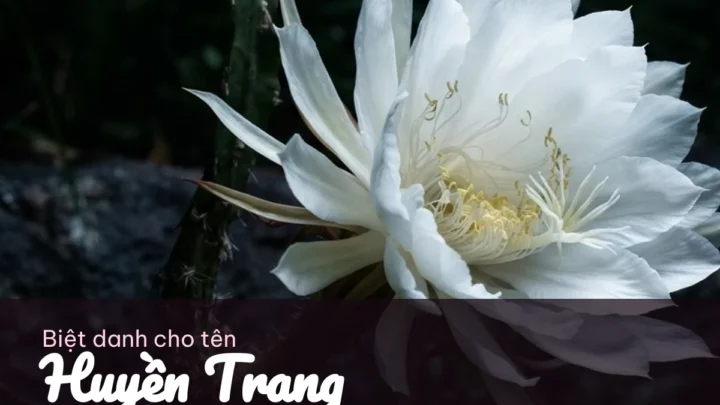 Biệt Danh Cho Tên Huyền Trang 2026 🌙 175+ Mẫu Đẹp Miễn Phí